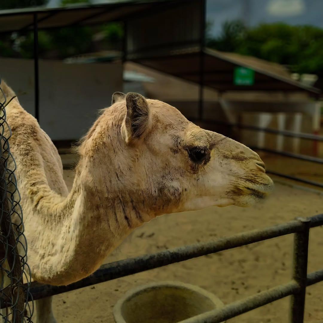 Camel Walk