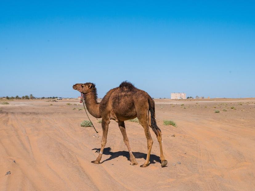 Camel Walk photo 1