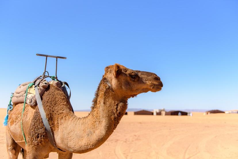 Camel Walk photo 2
