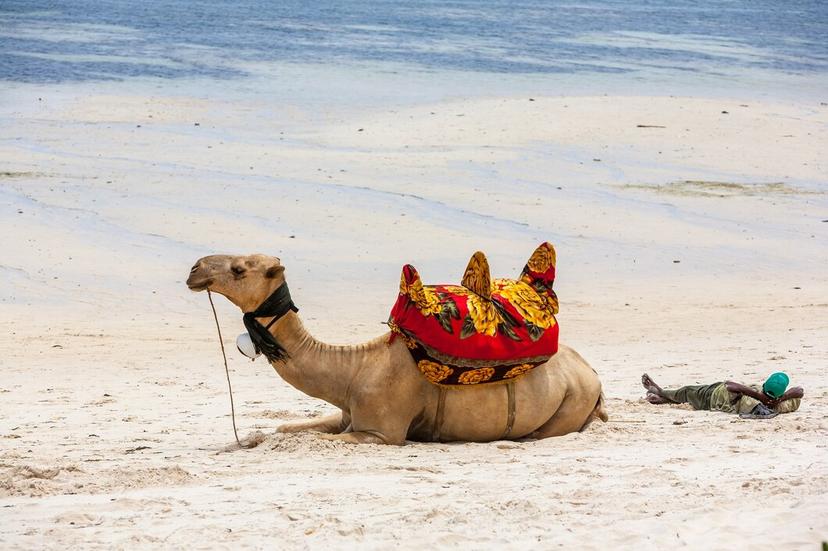Camel Walk photo 3