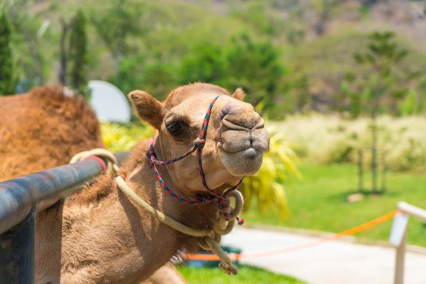 Camel Walk photo 4