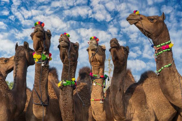Camel Walk photo 6