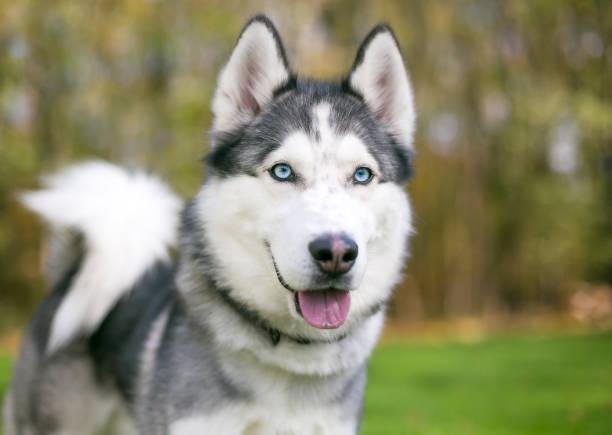 Husky Walk photo 1