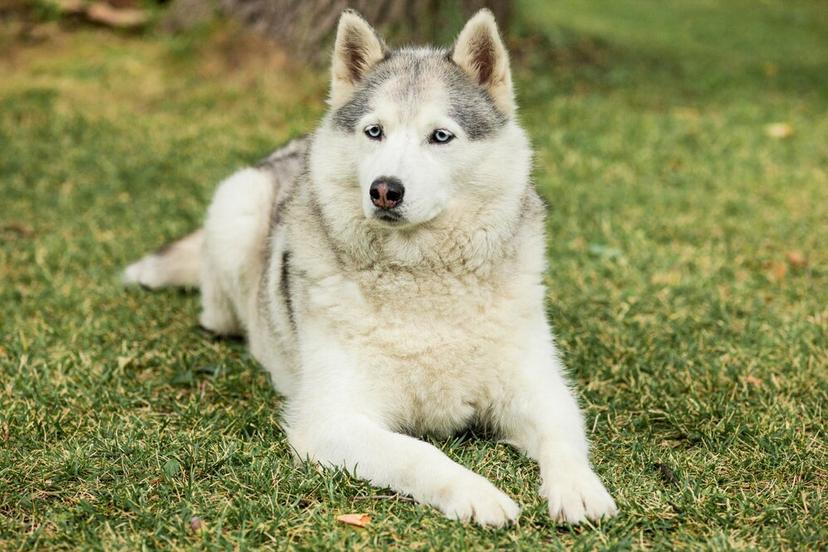 Husky Walk photo 2