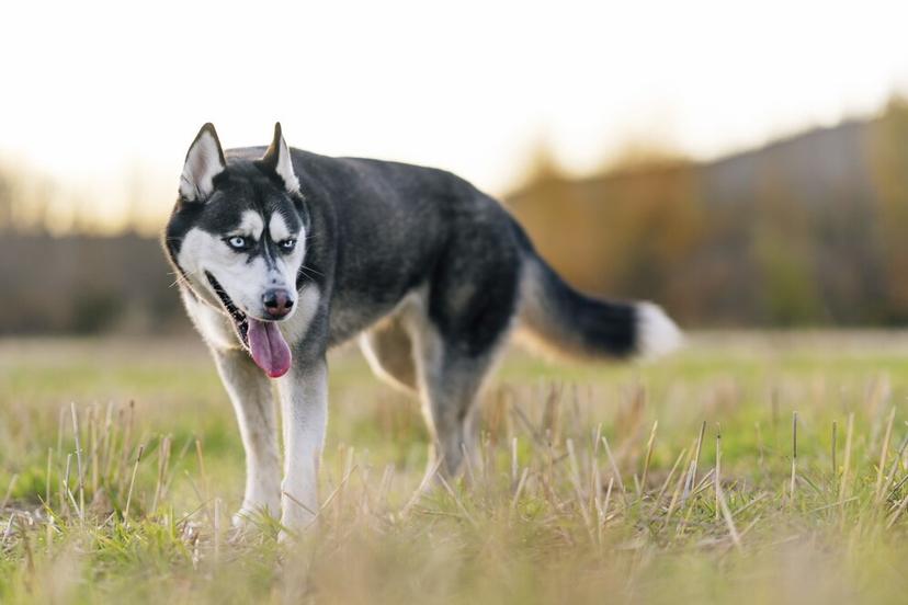 Husky Walk photo 3