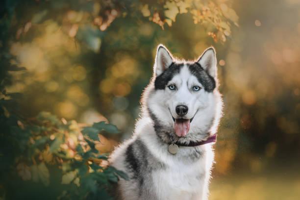 Husky Walk photo 4