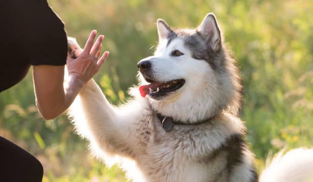 Husky Walk photo 5