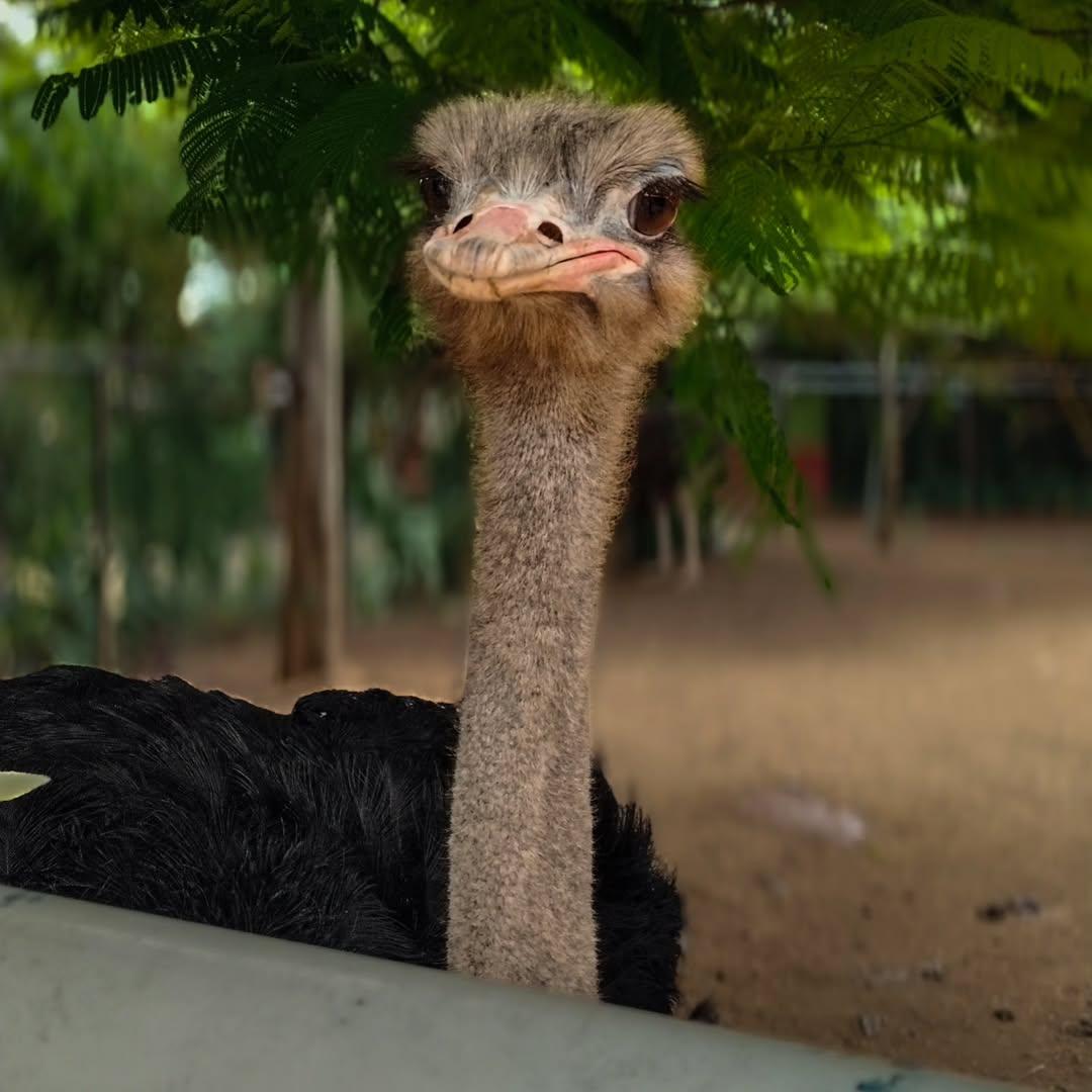 Ostrich Feeding