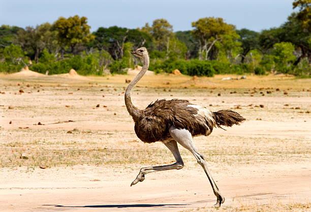 Ostrich Feeding photo 1