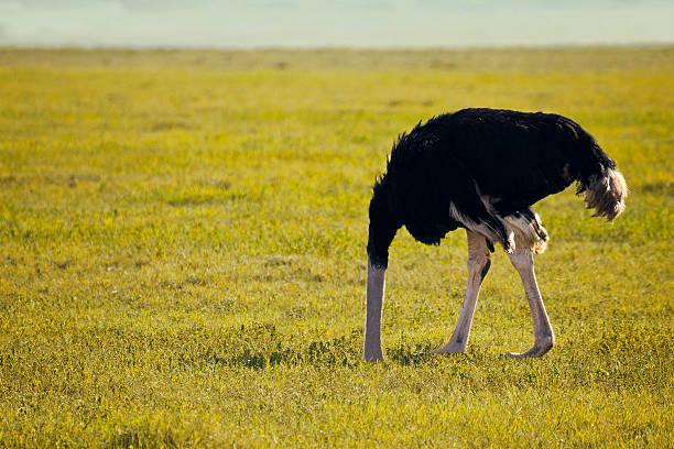 Ostrich Feeding photo 2