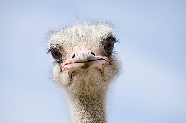 Ostrich Feeding photo 3