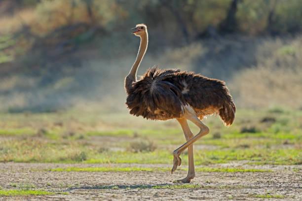 Ostrich Feeding photo 4