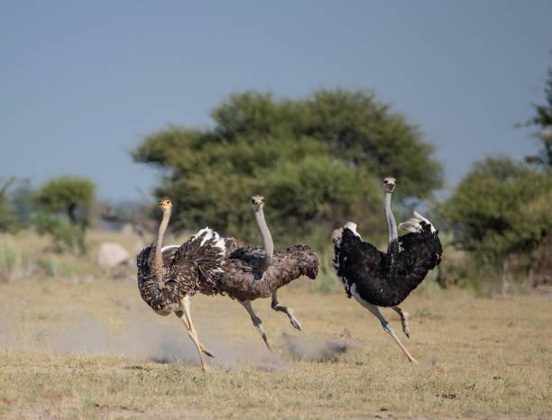 Ostrich Feeding photo 5
