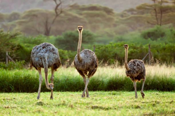 Ostrich Feeding photo 6