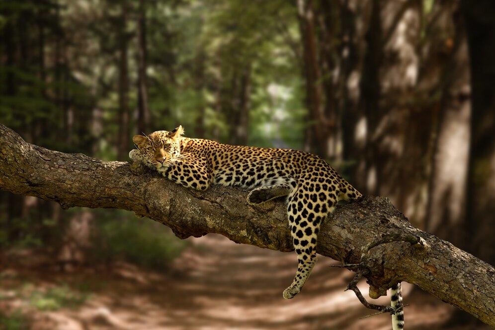 Wildlife Education - Image 1