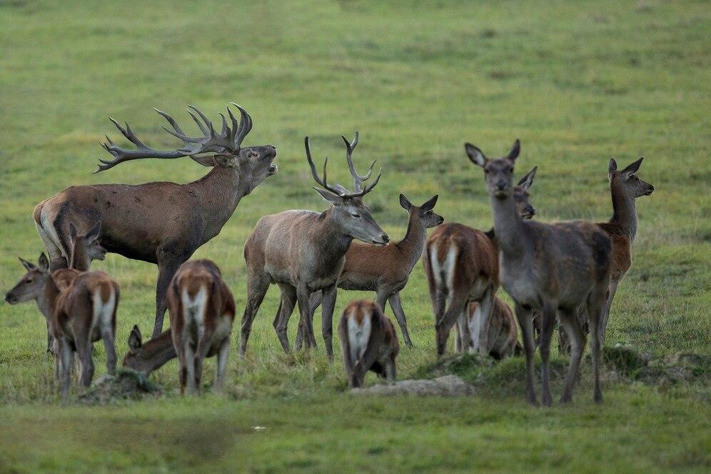Wildlife Education - Image 2