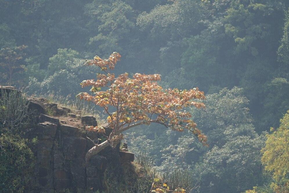 Yelagiri Hills - Image 6